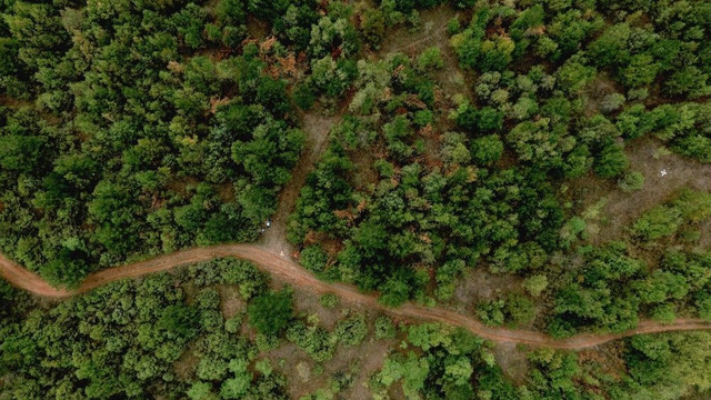 Codul silvic modificat: Suprafețele pădurilor vor fi majorate până la 15% din teritoriul țării
