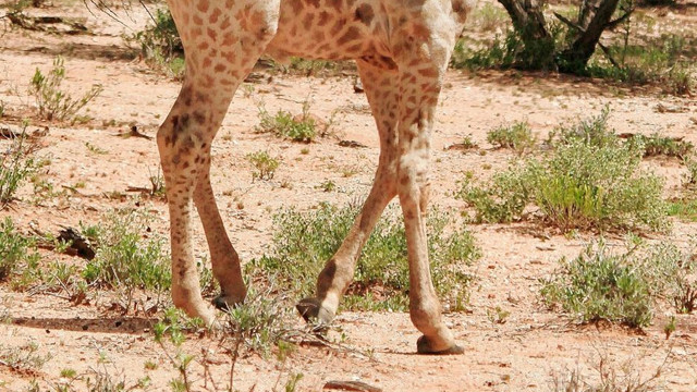 VIDEO | Două girafe pitice, descoperite în zone diferite ale Africii