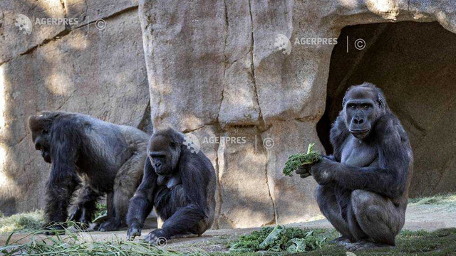 Două gorile de la grădina zoologică din San Diego (California) au fost testate pozitiv pentru noul coronavirus 