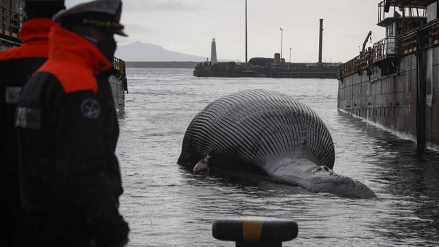 Una dintre cele mai mari balene din Marea Mediterană a fost găsită moartă în sudul Italiei
