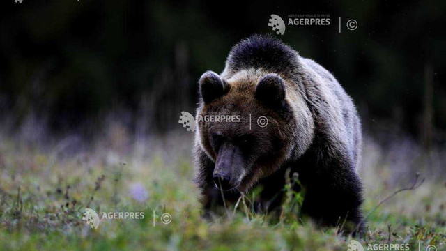 Europa solicită reintroducerea unor exemplare de urs în Pirineii francezi