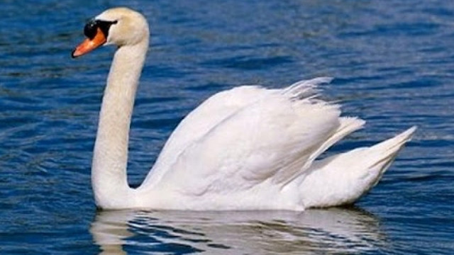 Lebădă salvată de pompieri în nordul țării