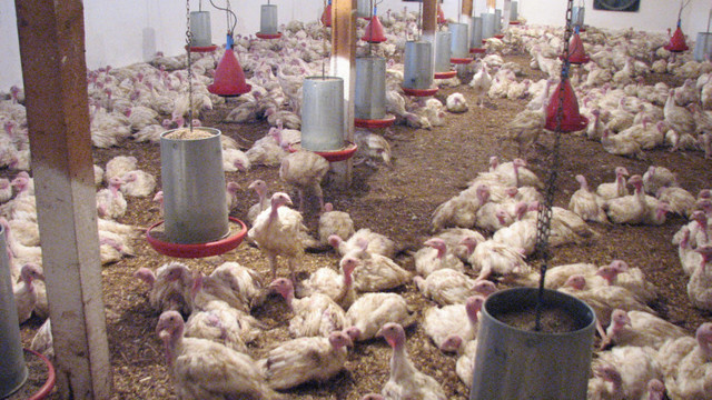 Noi focare de gripă aviară în două ferme de păsări din nordul Bulgariei
