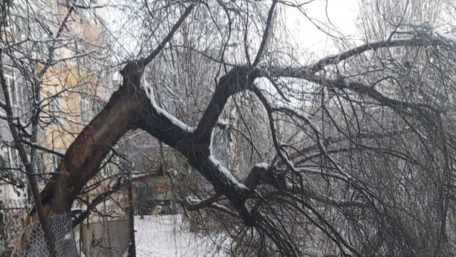 FOTO | Căderi de arbori și crengi și fire electrice afectate în Chișinău, din cauza condițiilor meteo