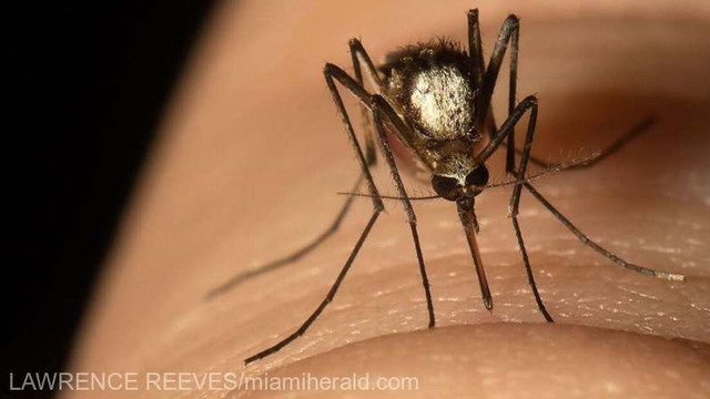 SUA: O nouă specie agresivă de țânțar, descoperită în sudul statului Florida