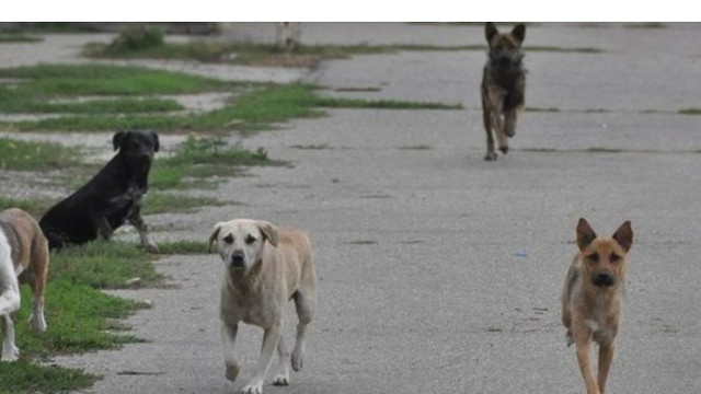 Administrația capitalei vrea să reducă numărul câinilor vagabonzi din oraș
