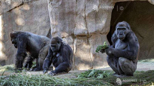 Coronavirus: Gorilele de la grădina zoologică din San Diego s-au vindecat de COVID-19