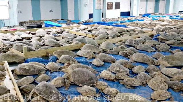 SUA: Mii de țestoase ''amorțite de frig'', salvate după ce au eșuat pe coastele din sudul statului Texas