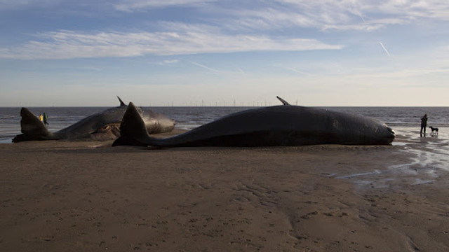Zeci de balene-pilot au murit după ce au eșuat pe insula indoneziană Madura