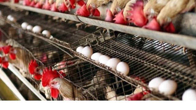 Autoritățile au examinat dreptul Moldovei de a exporta în UE carne de pasăre și ouă

