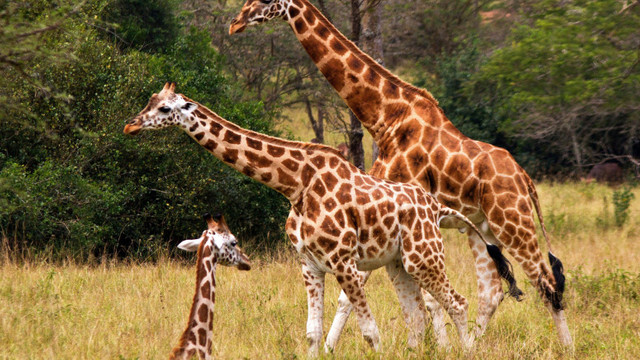 Trei girafe dintr-o specie aflată pe cale de dispariție au murit electrocutate din cauza stâlpilor de tensiune prea scunzi
