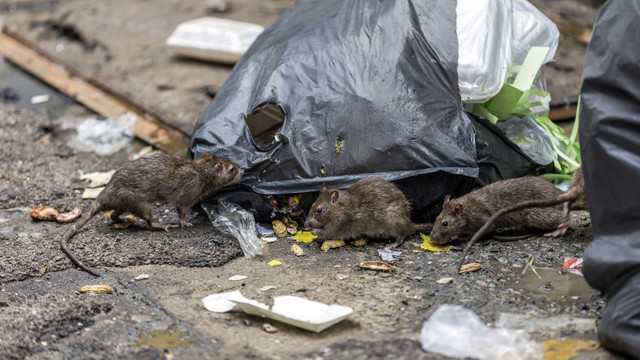 Londra | Carantina a generat o invazie a șobolanilor 