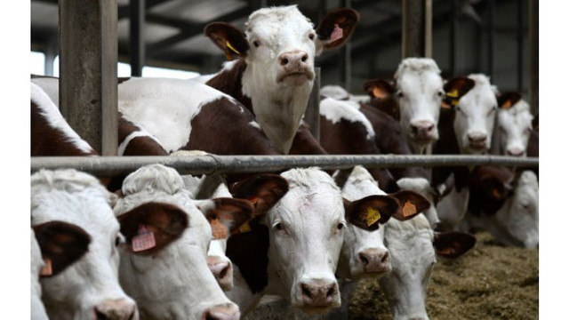 Ministerul Agriculturii a lansat primul apel de subvenționare per cap de animal

