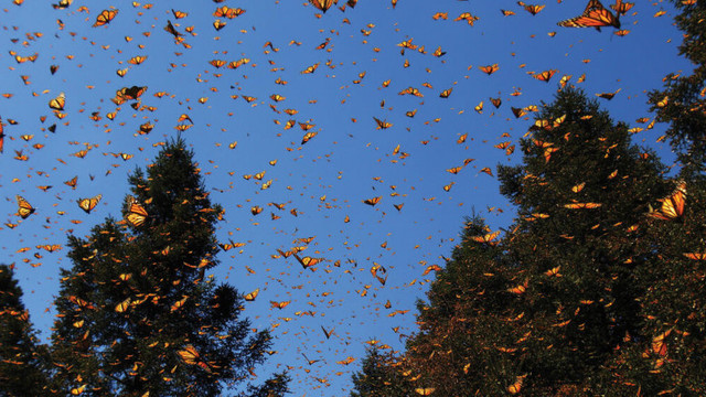 Populația de fluturi monarh, care migrează peste 3.000 km pentru a hiberna în Mexic, a scăzut cu un sfert
