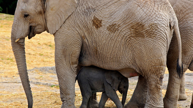 Un elefant a ucis un angajat al unei grădini zoologice din Spania cu o singură lovitură de trompă
