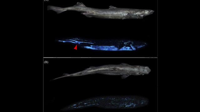 Rechinii care strălucesc pe întuneric, descoperiți lângă Noua Zeelandă
