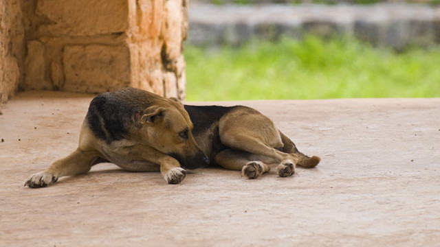 Primăria din Chișinău a interzis hrănirea câinilor fără stăpân