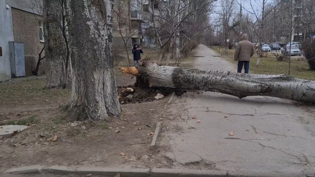 Chișinău: un arbore doborât de vânt a avariat o mașină, iar altul – un microbuz