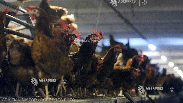 Ucraina va relua exporturile de carne de pasăre spre UE la data de 20 martie