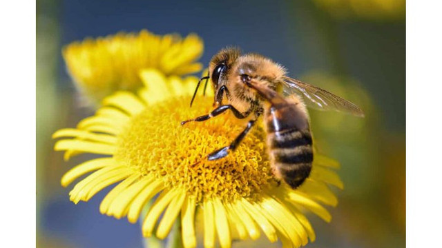 În R. Moldova a fost lansată o campanie de protejare a albinelor