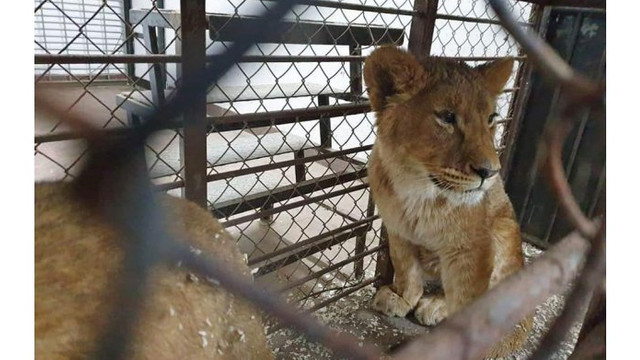 Grădina Zoologică din Chișinău a achiziționat patru lei africani
