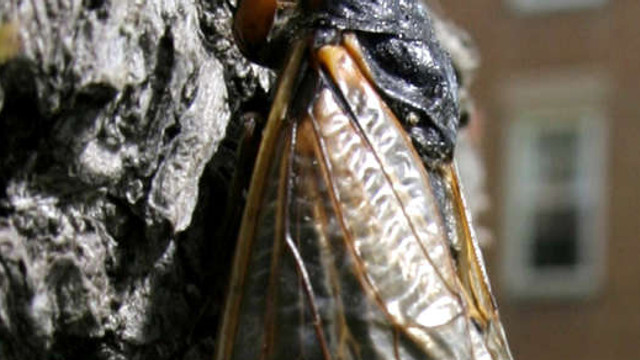 Statele Unite: Un roi imens de cicade va ieși la suprafață în luna mai, fenomen produs odată la 17 ani