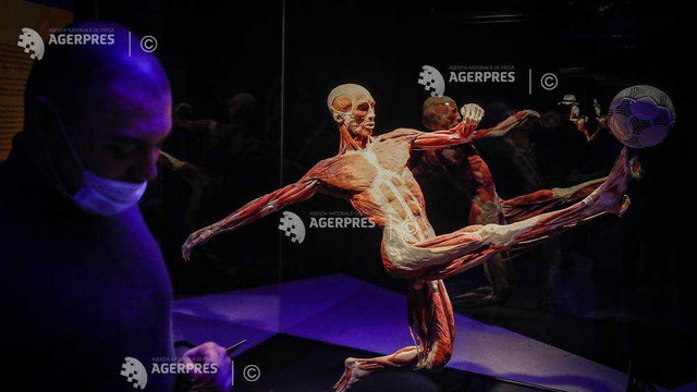 Expoziția de cadavre umane ''Body Worlds'', care e un succes mondial, în vizorul anchetatorilor din Rusia