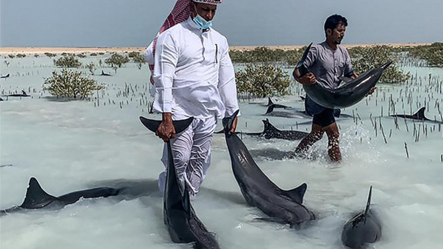 Operațiune de salvare inedită în Arabia Saudită, după ce zeci de delfini au eșuat. Cel puțin 7 mamifere, găsite moarte la mal