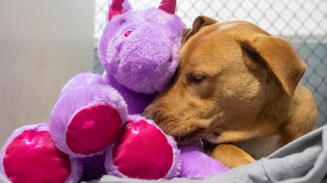 Un câine fără stăpân din SUA a primit cadou un unicorn de pluș pe care îl furase de cinci ori dintr-un magazin
