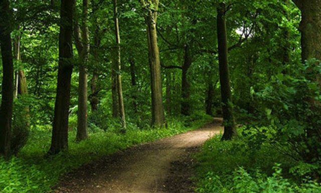 Republica Moldova se aliniază la standardele paneuropene privind gestionarea durabilă a pădurilor în Europa
