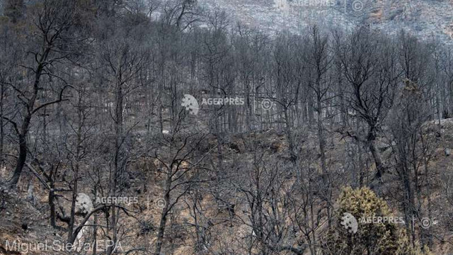 Mexic | Peste 300 de hectare de pădure, devastate de un incendiu