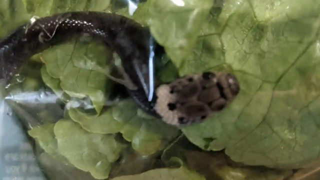 Un cuplu din Australia a găsit un șarpe veninos într-o pungă de salată cumpărată de la supermarket