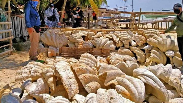Sechestru record în Filipine. 200 de tone de scoici gigantice în valoare de 25.000 de dolari au fost confiscate