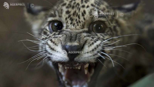 Program de reintroducere a jaguarilor în nord-estul Argentinei