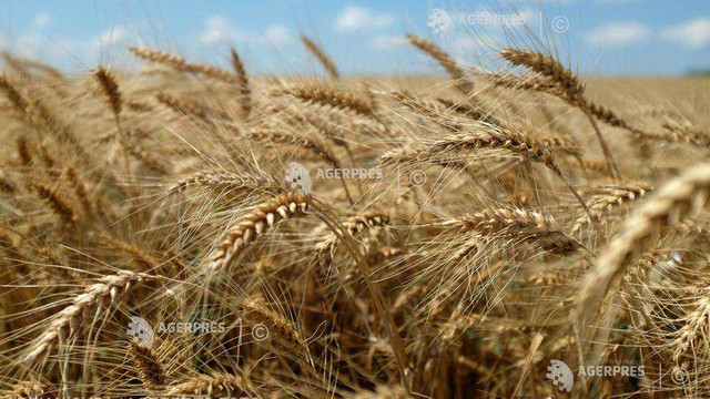 România, locul șase în Uniunea Europeană la producția de grâu obținută anul trecut