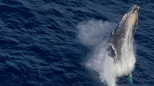  În ajunul Zilei Pământului, Sigourney Weaver anunță noul documentar ''Secret of the Whales''