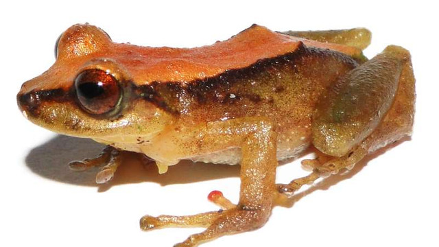 O nouă specie de broască, descoperită în Peru