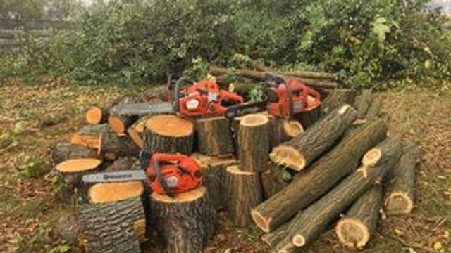 Parlamentul a votat în prima lectură instituirea unui moratoriu pentru o perioadă de trei ani asupra defrișării arborilor
