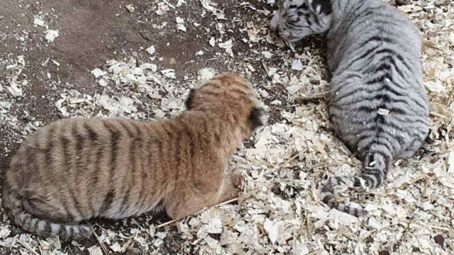 Doi pui de tigru, alb și roșcat, s-au născut la Grădina Zoologică din Chișinău