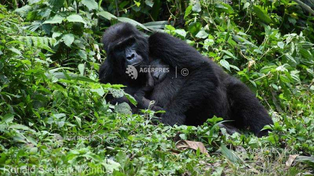 Gorilele, una dintre cele 200 de specii amenințate de conflictele armate (UICN)