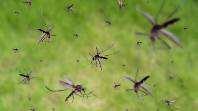 Un roi gigantic de țânțari modificați genetic se pregătește să invadeze Florida. Demersul stârnește mari controverse
