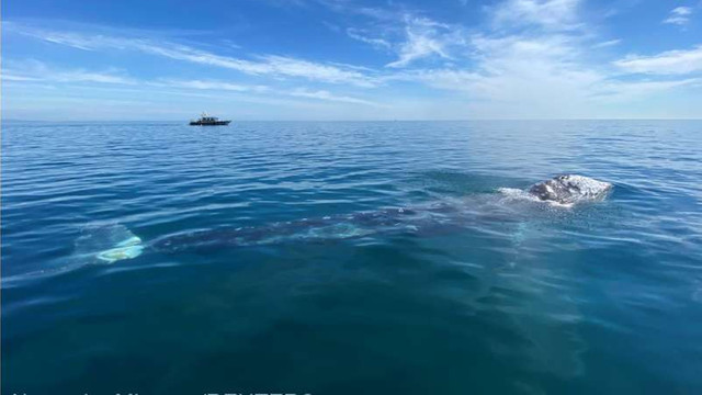 Soarta unei balene cenușii, rătăcite în Marea Mediterană, îngrijorează biologii