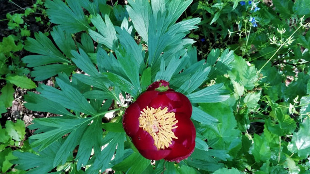 O floare rară a înflorit în România. Planta rămâne înflorită doar zece zile și poate fi văzută într-un singur loc