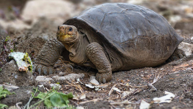 Țestoasa gigant descoperită în 2019 în Galapagos aparține unei specii considerate dispărute