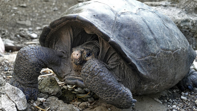 O broască țestoasă dintr-o specie considerată dispărută acum 100 de ani trăiește în Insulele Galapagos
