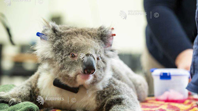 Australia: Cercetătorii vor testa recunoașterea facială a exemplarelor de koala