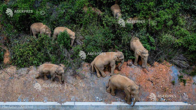 China: O turmă de elefanți care își părăsise habitatul a ajuns la marginea unei metropole; autoritățile, în alertă