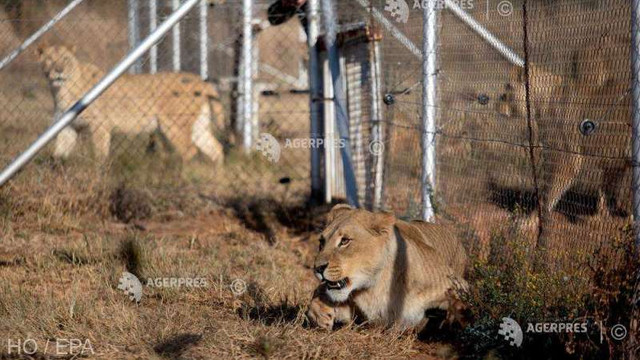 India | O leoaică a murit, fiind infectată cu COVID-19, iar alți opt lei sunt testați pozitiv 