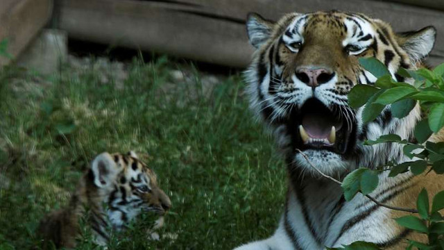 O grădina zoologică din Polonia a anunțat nașterea a doi pui de tigru siberian, o specie rară