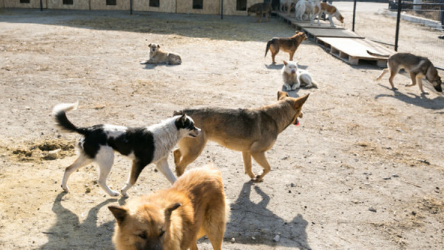 Activiști: Necropola din Chișinău încalcă regulamentul de întreținere a animalelor
